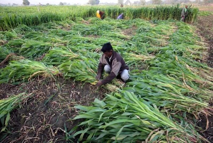 maize_1681828763672-696x466.jpg